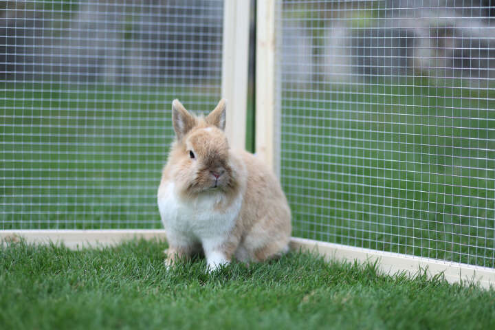 KERBL Freigehege Vario